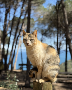 Calico cat sitting on a wooden post in a sunlit forest, with a blue lake in the background.
